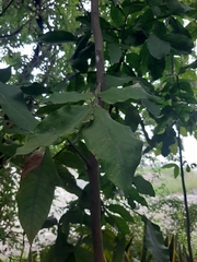 Melicoccus oliviformis