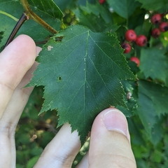 Crataegus chrysocarpa