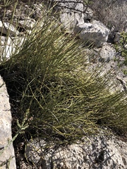 Ephedra trifurca