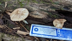 Pluteus longistriatus