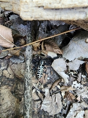 Plectrodera scalator