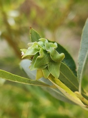 Rabdophaga rosaria