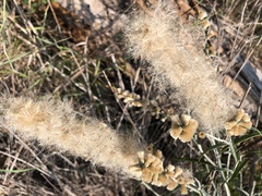 Pterocaulon virgatum