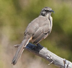 Toxostoma redivivum