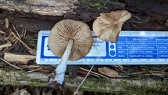 Pluteus longistriatus