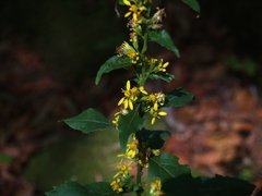 Solidago virgaurea