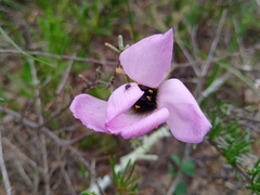 Drosera cistiflora
