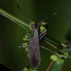 Chariesterus antennator