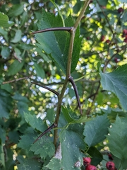 Crataegus chrysocarpa