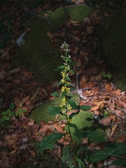 Solidago virgaurea