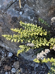 Myriopteris gracillima