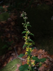 Solidago virgaurea