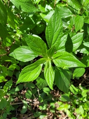 Parietaria officinalis