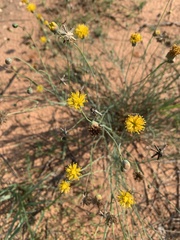 Thelesperma megapotamicum