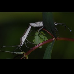 Chariesterus antennator