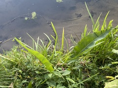 Rumex hydrolapathum