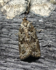 Choristoneura fumiferana