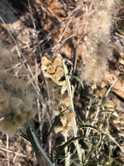 Pterocaulon virgatum