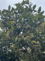 Palicourea lineariflora