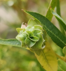 Rabdophaga rosaria