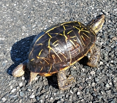 Terrapene carolina bauri