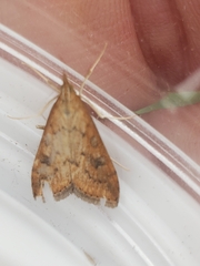 Udea ferrugalis