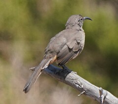Toxostoma redivivum