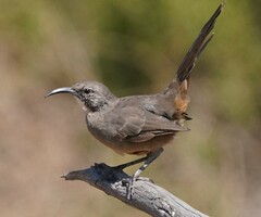 Toxostoma redivivum