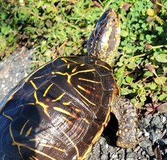 Terrapene carolina bauri