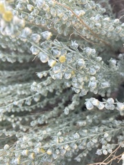 Artemisia tridentata