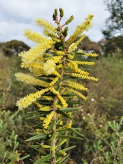 Acacia oxycedrus