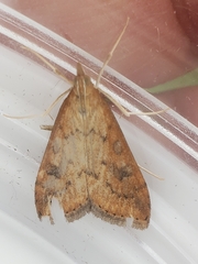 Udea ferrugalis