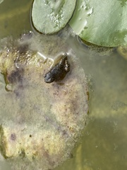 Anura