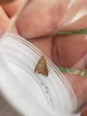 Udea ferrugalis