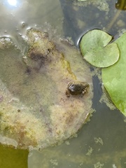 Anura