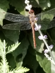 Sympetrum