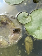 Anura
