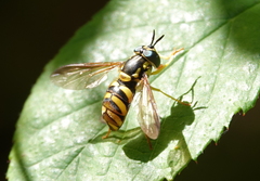 Chrysotoxum intermedium