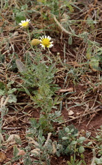 Anthemis cotula