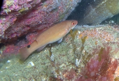 Ctenolabrus rupestris