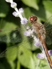 Sympetrum