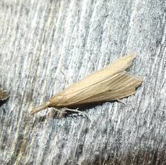 Donacaula melinellus