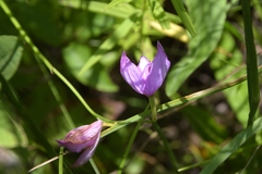 Calopogon tuberosus tuberosus