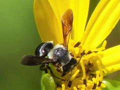 Megachile xylocopoides