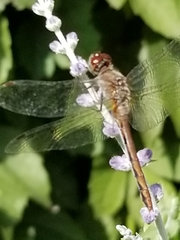 Sympetrum
