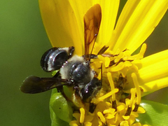 Megachile xylocopoides