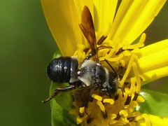 Megachile xylocopoides