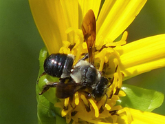 Megachile xylocopoides