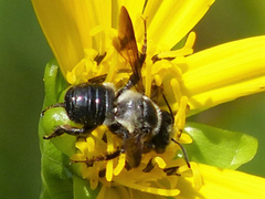Megachile xylocopoides