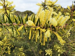 Acacia oxycedrus